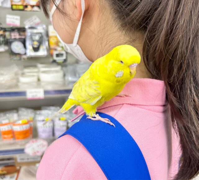 まんまる💛ジャンボセキセイインコ 2023年2月 ジャンボセキセイインコ