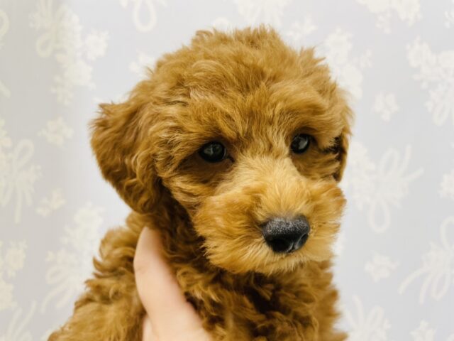 一目惚れ間違いなし!トイプードルくん! トイプードル