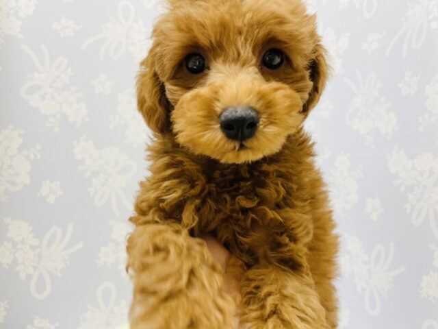 一目惚れ間違いなし!トイプードルくん! トイプードル