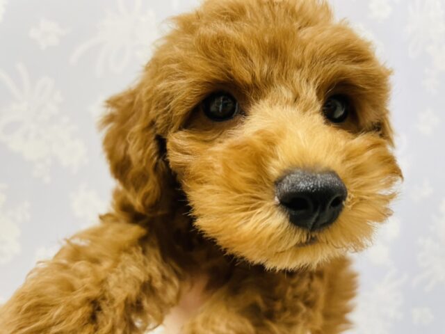 一目惚れ間違いなし!トイプードルくん! トイプードル