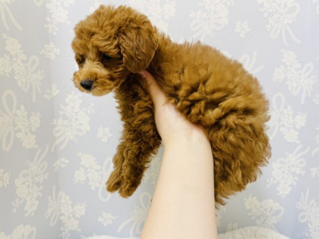 一目惚れ間違いなし!トイプードルくん! トイプードル