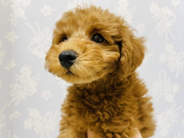 一目惚れ間違いなし!トイプードルくん! トイプードル