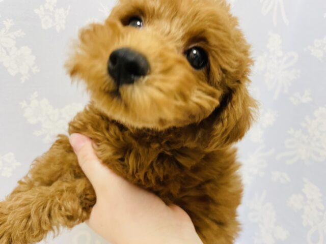一目惚れ間違いなし!トイプードルくん! トイプードル