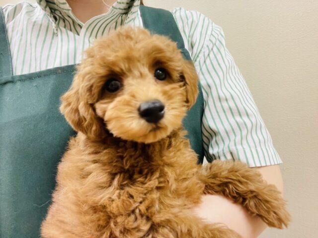一目惚れ間違いなし!トイプードルくん! トイプードル