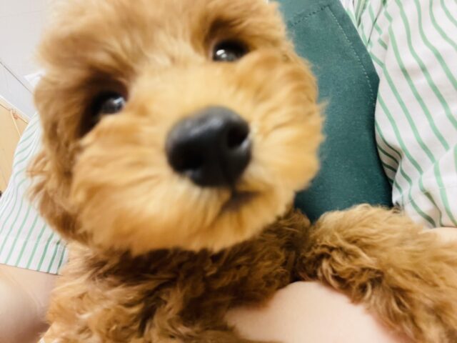 一目惚れ間違いなし!トイプードルくん! トイプードル