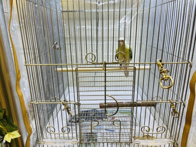 ホオミドリウロコインコ