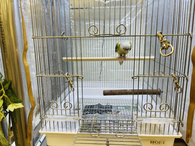 ホオミドリウロコインコ