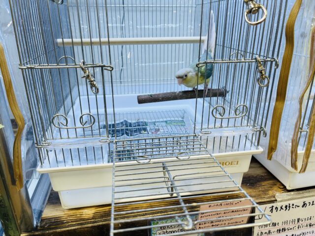 ホオミドリウロコインコ