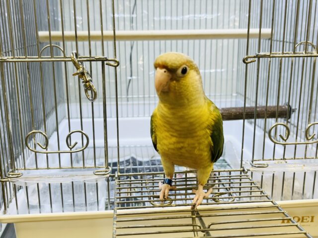 ホオミドリウロコインコ