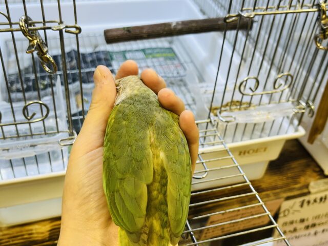 ホオミドリウロコインコ