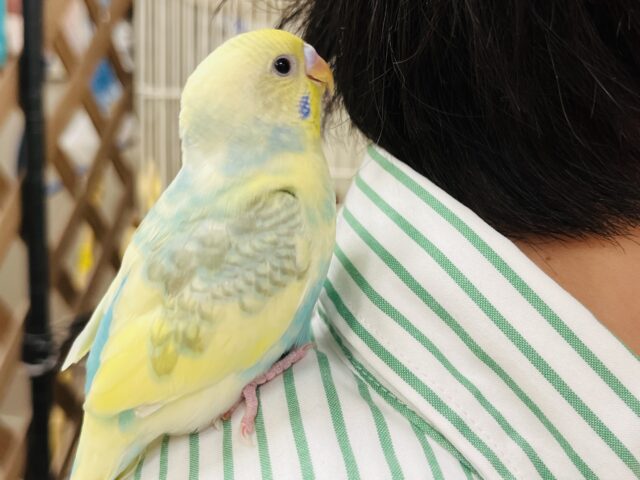 セキセイインコ