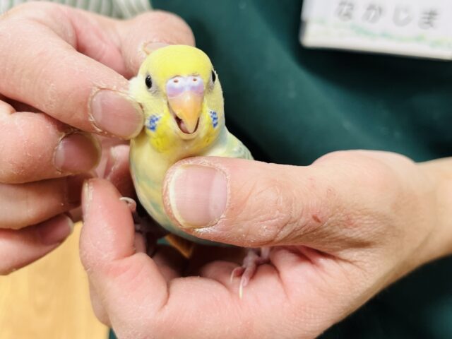 セキセイインコ