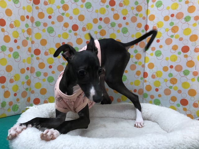 イタリアングレーハウンド