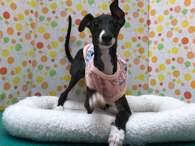 イタリアングレーハウンド