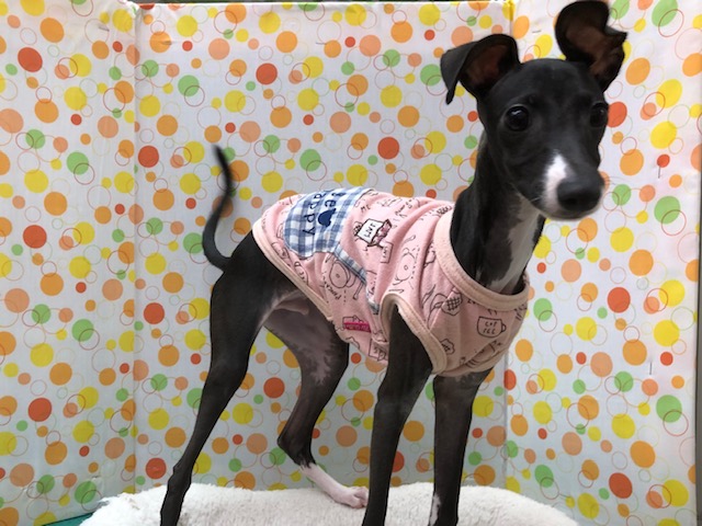 イタリアングレーハウンド