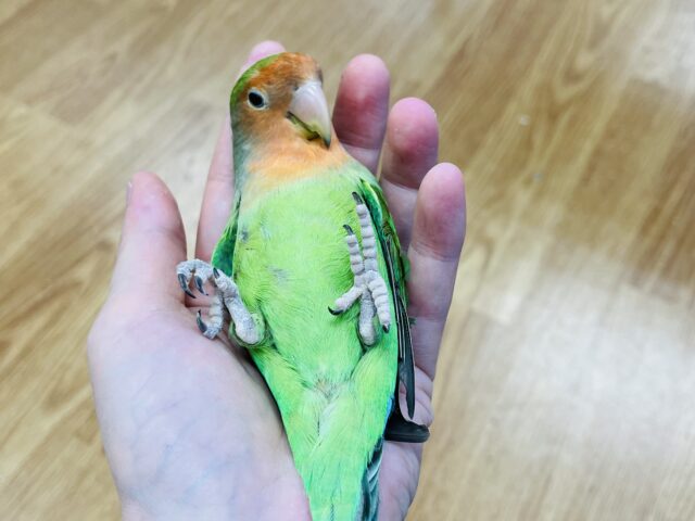 コザクラインコ（小桜インコ）