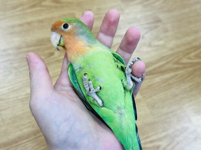 コザクラインコ（小桜インコ）