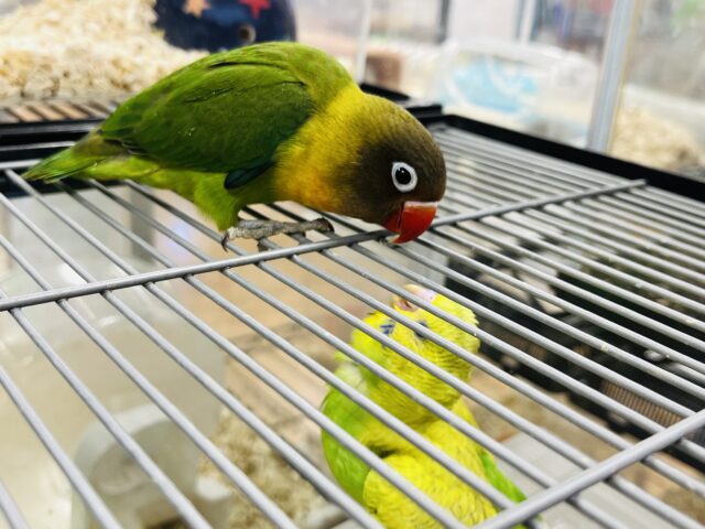 キエリボタンインコ