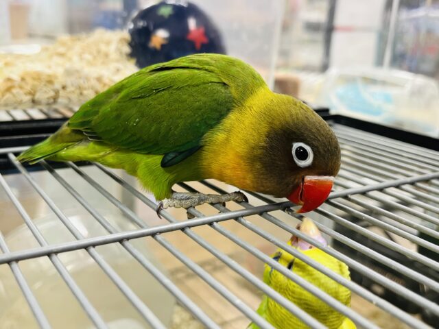 キエリボタンインコ
