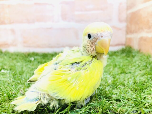 コザクラインコ（小桜インコ）