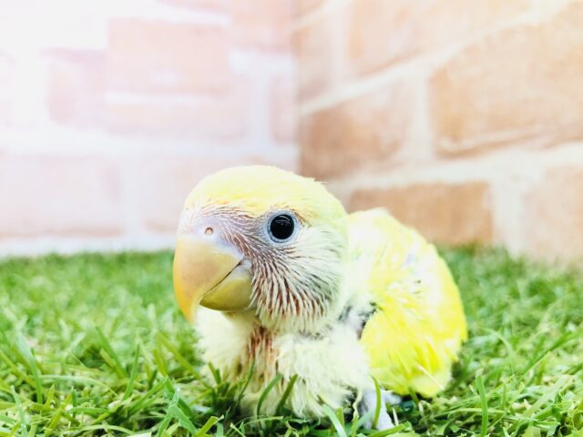 コザクラインコ（小桜インコ）