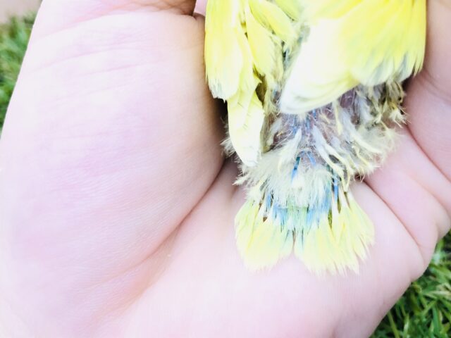 コザクラインコ（小桜インコ）