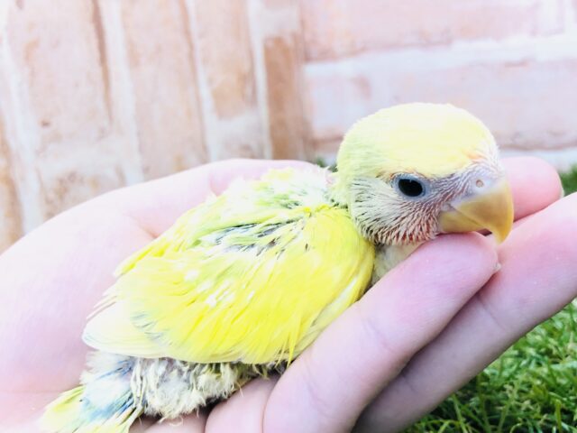 コザクラインコ（小桜インコ）