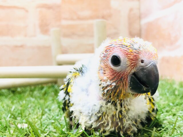 コガネメキシコインコ