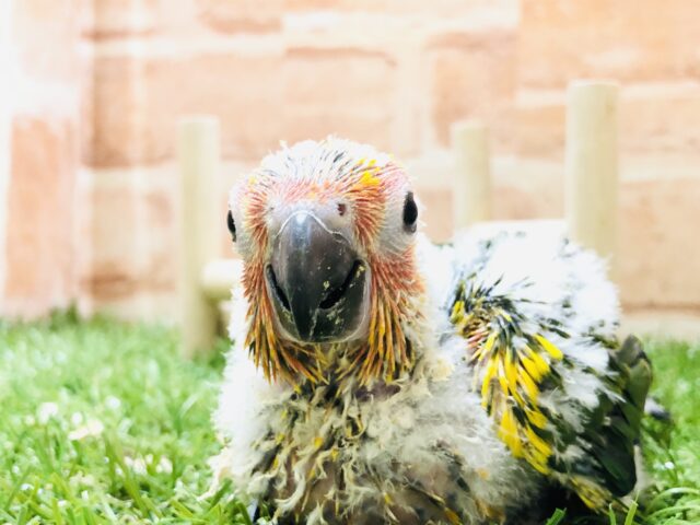 コガネメキシコインコ