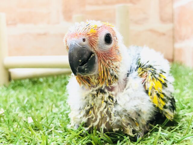 コガネメキシコインコ