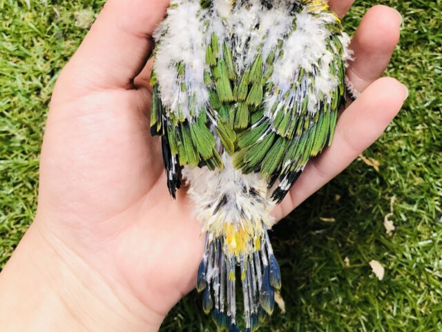 コガネメキシコインコ