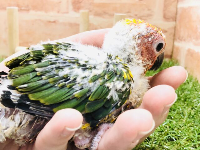 【最新画像更新✨】ちょ~ベタなれ!! コガネメキシコインコ R5 4/8撮影 コガネメキシコインコ
