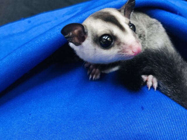 フクロモモンガ