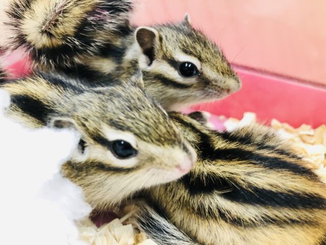 シマリス（ノーマル）