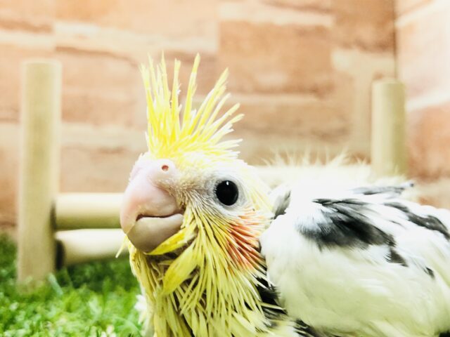 オカメインコ