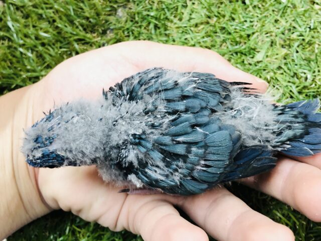 サザナミインコ