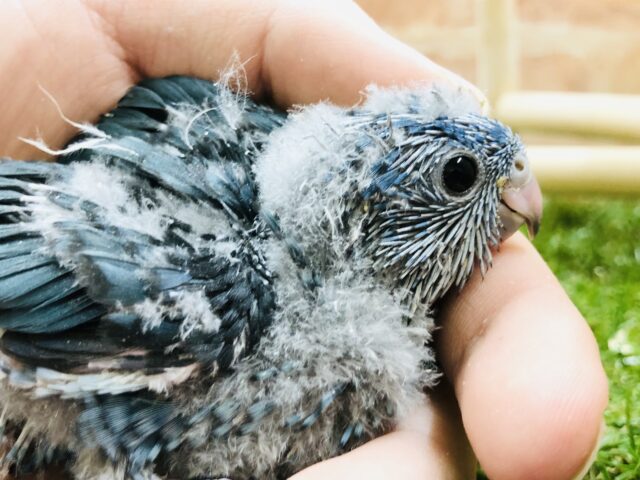 サザナミインコ