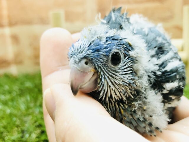 サザナミインコ