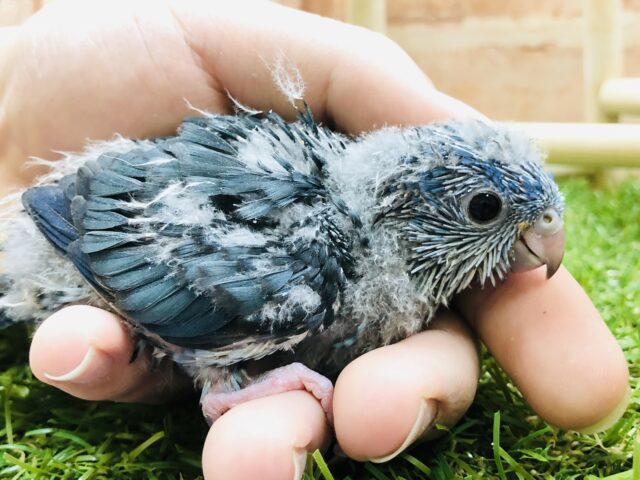 サザナミインコ