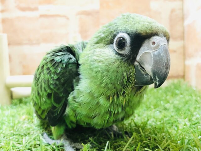 ズアカハネナガ