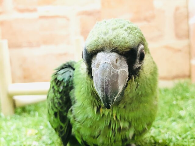 ズアカハネナガ