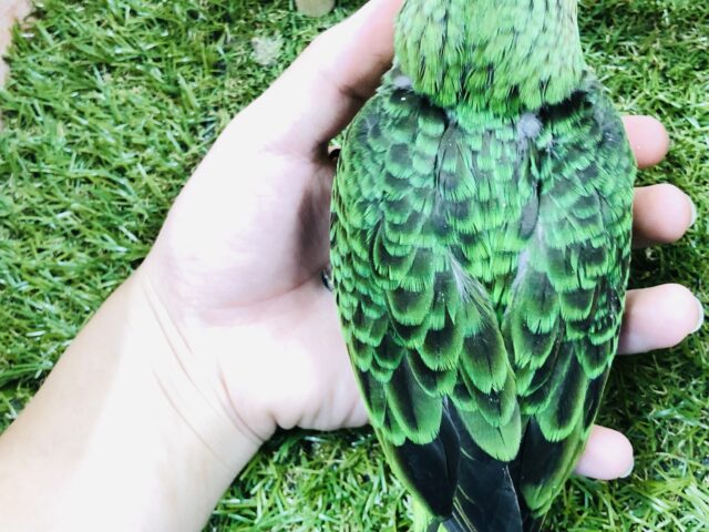 ズアカハネナガ