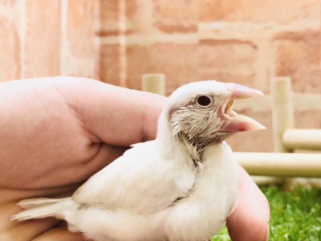 シルバーイノ文鳥