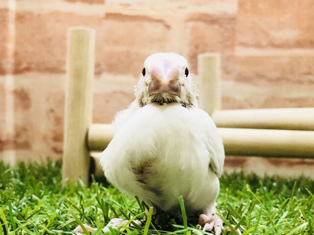 シルバーイノ文鳥