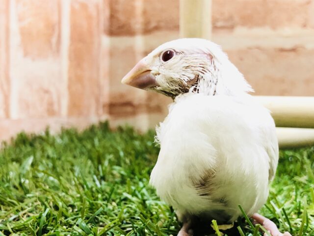 シルバーイノ文鳥