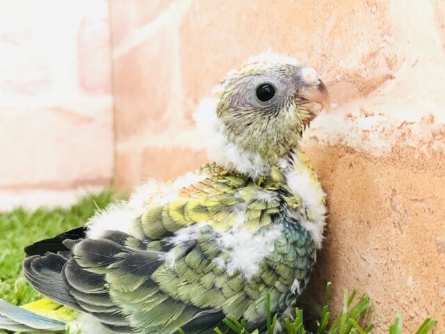 ビセイインコ（美声インコ）