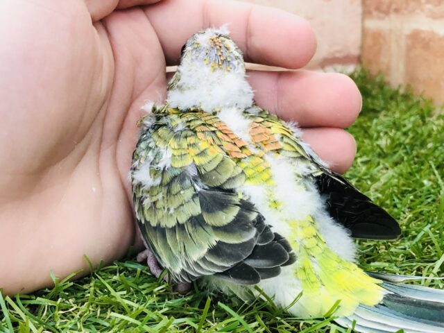 ビセイインコ（美声インコ）