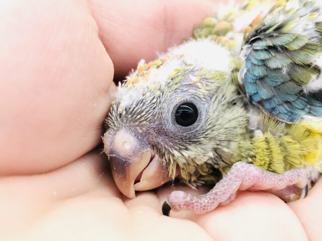 ビセイインコ（美声インコ）