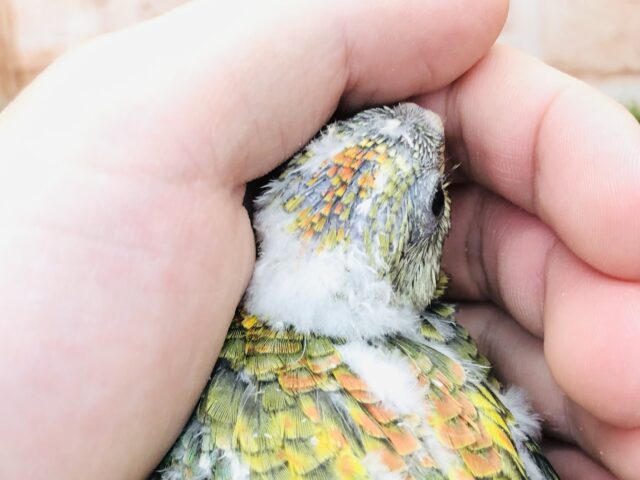 ビセイインコ（美声インコ）