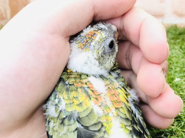 ビセイインコ（美声インコ）